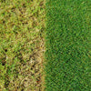 Miracle-Gro Complete 4 in 1 Lawn Food 150 m2 (New 'Easy Carry' Bag) Lawn food Weed & Moss Control