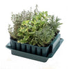 Agralan Plug Plant Trainer Garden & Diy Gardening Accessories Shop By Brand